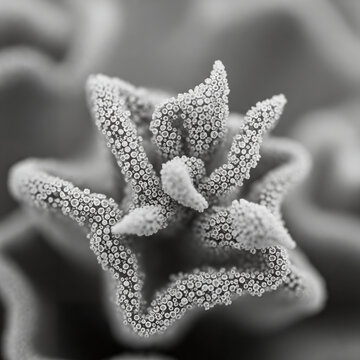 A detailed black and white macro photograph of the intricate granular texture on marine coral.
