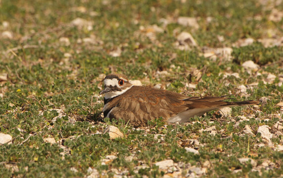 Killdeer Bird Sitting on Nest of Eggs on Ground