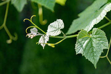 Fototapeta premium Grapevine green leaves of grapes in vineyard nature. Grapevine with green leaves grows in a vineyard. Green leaves and vineyard farming create a peaceful outdoor scene full of grape cultivation