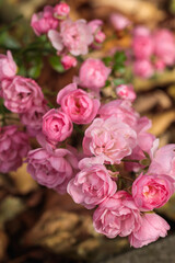Obraz premium Cluster of small double pink polyantha roses in bloom with buds, warm russet fallen leaf bokeh background, garden floral photography