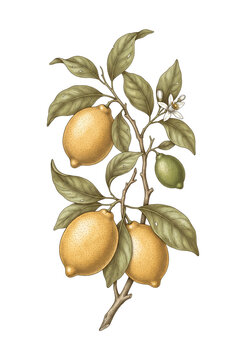 Vintage Botanical Illustration of Ripe Lemons with Green Leaves
