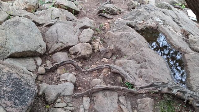 High angle view of twisted bare tree root stretching over wild rocky terrain with a small water puddle outdoors. Forest nature background, ancient woodland elements, rugged mountain landscape texture