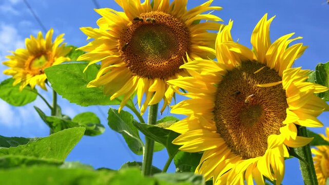 Busy honeybees gathering sweet nectar from a vibrant sunflower, highlighting the crucial role of bees in pollination and supporting plant growth. 4k video with copy space.