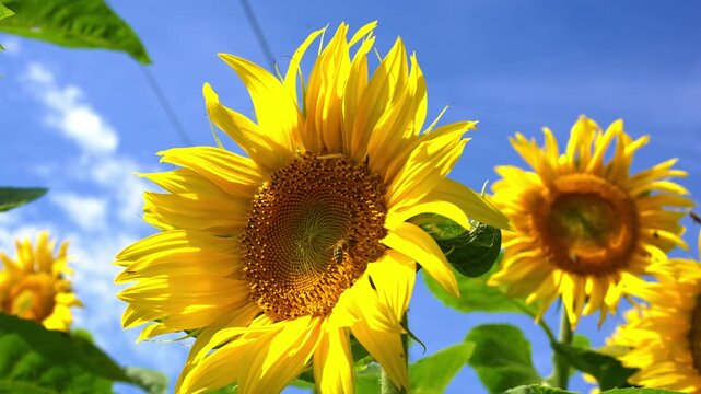 Busy honeybees gathering sweet nectar from a vibrant sunflower, highlighting the crucial role of bees in pollination and supporting plant growth. 4k video with copy space.