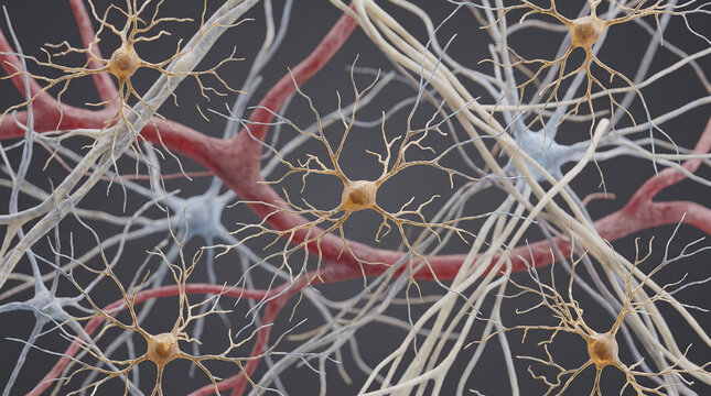 Microglia Brain Immune Cells Scientific Medical Microscopy Neuroinflammation Cellular Neuroscience
