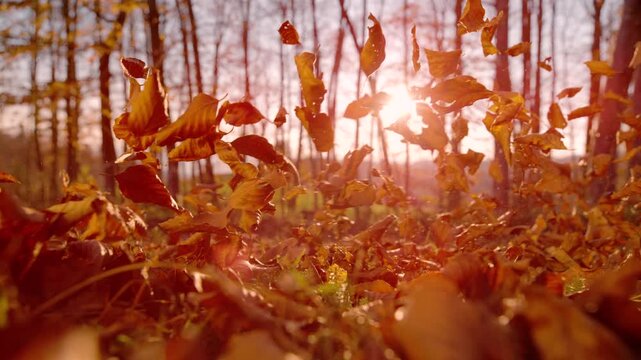 LENS FLARE, CLOSE UP: Dry autumn leaves rise into the air above the forest floor, illuminated by warm sunlight shining through the tree trunks. Lively atmosphere in the windy woods in fall season.