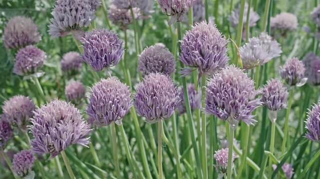 Macro of flowering chives plant. Purple exotic chives flower. Natural flower plant. Flora nature. Bright blooming flower in nature. Chives flower. Flowering nature closeup