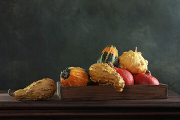 Fototapeta premium Still life of decorative gourds in wooden box. Dark background. Harvest season decor. Fresh autumn pumpkins with warty texture. Copy space