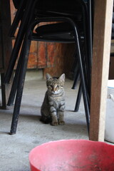 Kitten resting under a chair © Dragos
