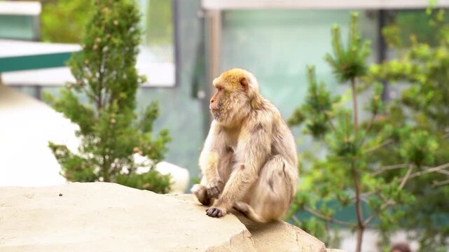 4K video of a barbary macaque sitting on a sandy rock in a zoo enclosure surrounded by green vegetation and modern architecture.