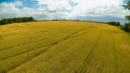A wide high angle drone view stretches across an expansive rolling golden yellow winter wheat field under a blue summer sky filled with a heavy blanket of white clouds drifting over a treeline. © Matt