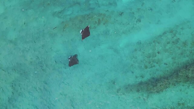 Aerial view of two manta rays swimming in the clear turquoise waters near Diamond Beach in Nusa Penida, Bali, Indonesia.