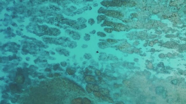 Aerial view of a manta ray swimming in clear turquoise water over a vibrant coral reef in Nusa Penida, Bali, Indonesia.