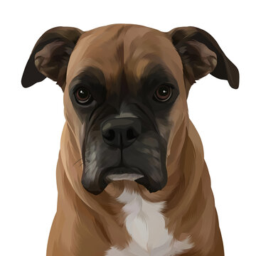 Digital portrait illustration of a fawn Boxer dog