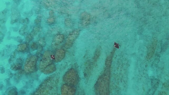 Aerial view of two manta rays swimming in the clear turquoise waters over the rocky seabed near Diamond Beach in Nusa Penida, Bali, Indonesia.