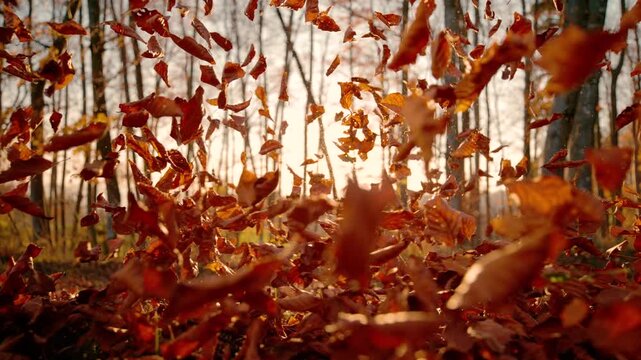 LENS FLARE, CLOSE UP: Burst of wind sends autumn leaves swirling through bright golden sunlight in the forest. Dreamy seasonal moment full of movement, warmth and fall atmosphere in evening light.