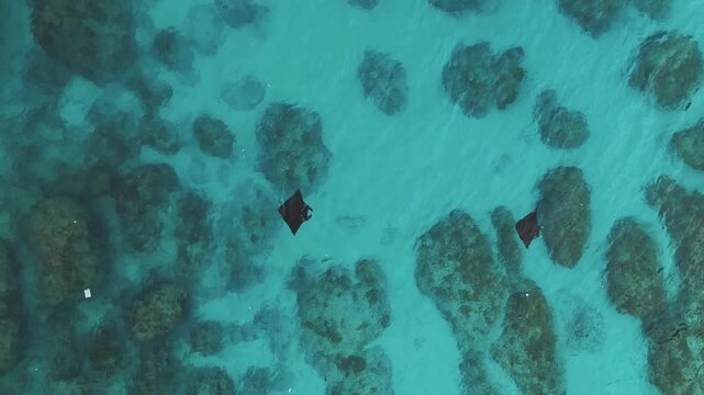 Aerial view of manta rays swimming in the clear turquoise waters near Diamond Beach in Nusa Penida, Bali, Indonesia.