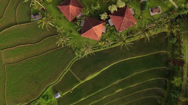 Aerial view of lush green rice terraces at Sava Eco Retreat with intricate patterns and surrounding tropical vegetation in Pupuan, Bali, Indonesia.