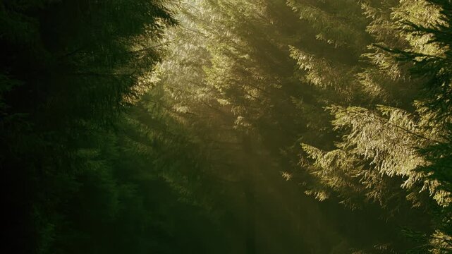 Golden sunbeams streaming through dark forest canopy