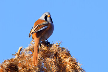Wildlife - Birds. They feed on bearded reedling (Panurus biarmicus) birds, insects and reed seeds that live in large reeds in wetlands. © mehmetali
