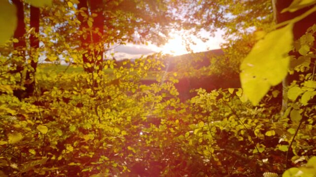 LENS FLARE, CLOSE UP: Sunlight pours through glowing yellow foliage as the view moves through forest edge toward an open meadow. Vibrant autumn scene filled with seasonal color and peaceful atmosphere