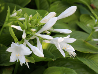 Fototapeta premium Plantain hosta (Hosta plantaginea) blooms in the garden