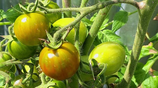 Growing tomatoes in the garden during summer months