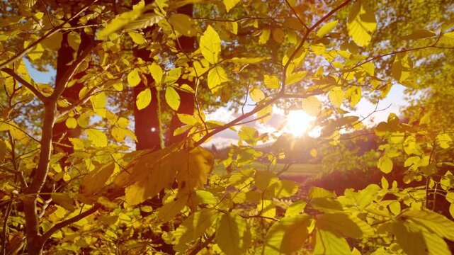 LENS FLARE, CLOSE UP: Sunlight filters through bright yellow autumn leaves and slender branches at the edge of the forest. Glowing foliage and the peaceful beauty of fall season in the countryside.