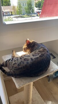 Bengal cat rests on cat tree platform by window with Novi Sad city square visible in it