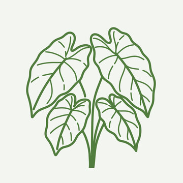 Alocasia botanical vector engraved illustration, dramatic tropical foliage, exotic elephant ear leaves, elegant contour drawing, timeless vintage style