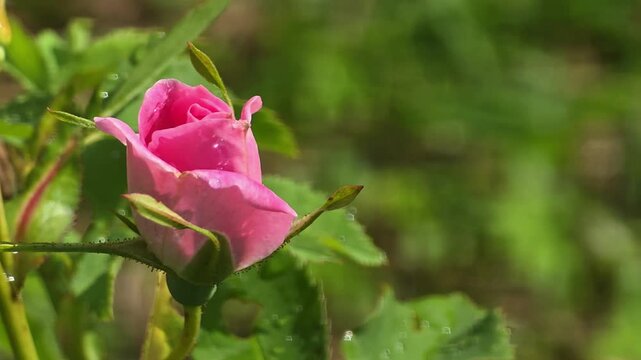 Close up of a pink rose at a garden after morning rain showing droplets on petals