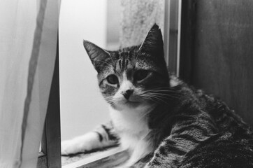 Cat on window © Brian