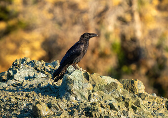 Fototapeta premium Common raven perched on a rocky ridge against a warm blurred background