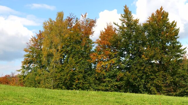 Colorful trees with green, yellow and orange foliage border a lush meadow on a bright autumn day. Blue sky and soft white clouds in a peaceful countryside scene as leaves begin changing with in fall.