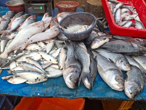  a local fish market stall displaying a variety of fresh catch, including specimens that resemble Hilsa (Tenualosa ilisha), pomfret, and other regional river or marine fish.
