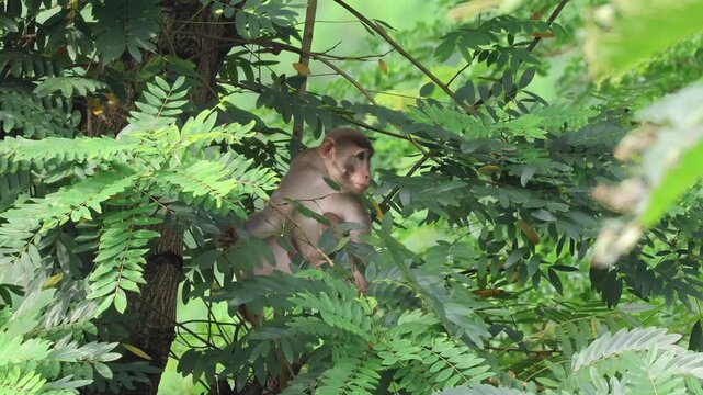 Wild rhesus macaque monkey.this video was taken from Chittagong,Bangladesh