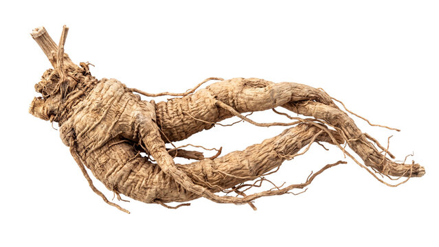 Twisted mandrake root isolated PNG on transparent background