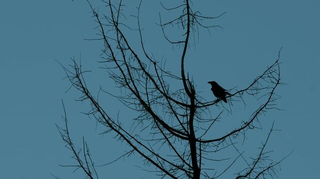 Silhouette of a Crow on a Bare Tree Silhouette