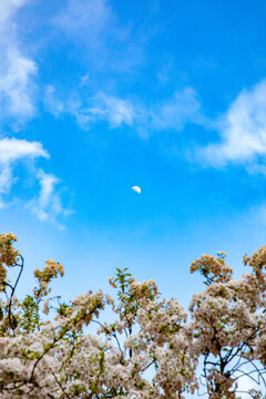 View of white cherry blossoms blooming against a bright blue sky with a visible half-moon in Strasbourg, Grand Est, France.