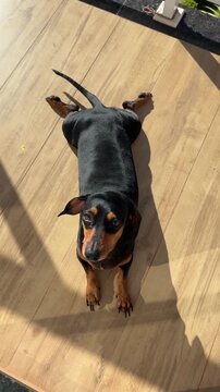cachorro duchshund tomando sol na sacada 