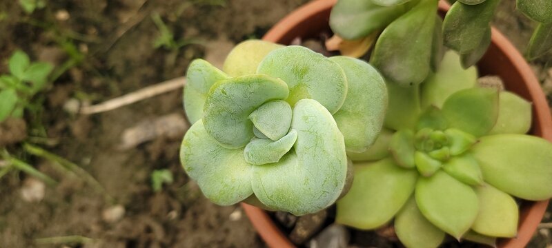 Rose-Shaped Succulent Rosette (Echeveria/Graptopetalum) in Sage Green, Bangladesh