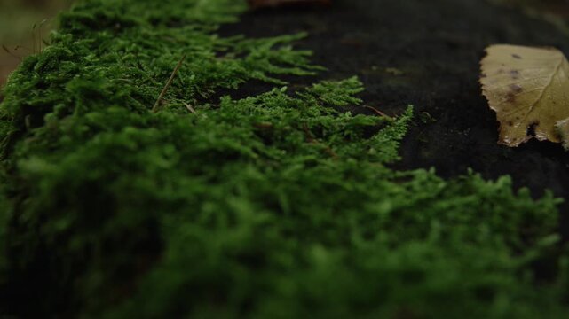 CLOSE UP, DOF: Vivid green moss spreading across a dark tree trunk strewn with withered autumn leaves. Rich texture, earthy colour and quiet forest mood after rain in damp woodland during fall season.