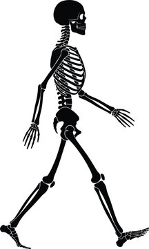 Black human skeleton silhouette walking side view profile anatomy skull bones medical halloween spooky vector illustration design