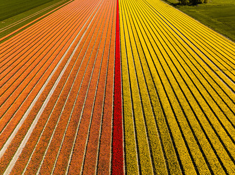 Aerial view of vibrant rows of orange, red, and yellow tulips in agricultural fields in Lisse, South Holland, Netherlands.