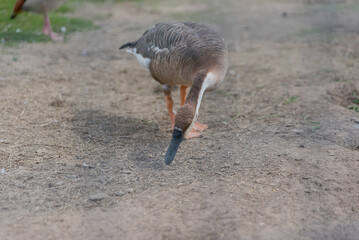 A close-up of a goose walking on a dirt path. The bird has a grayish-brown body with a white patch on its face and a black neck. The background is blurred with grass. © Татьяна Зернова