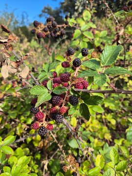 Wild blackberries ripening on thorny bush under sunlight