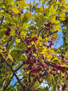 Small red crabapples growing among yellow green leaves on tree branches