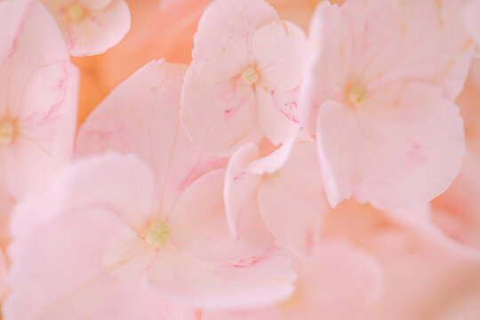 Close-up of delicate pink hydrangea flowers showcasing soft petals and intricate details, with a blurred background enhancing the floral composition