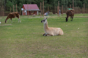 Naklejka premium A group of llamas and horses grazing in a green field. A brown horse stands in the background near a red barn. The scene is peaceful and rural.