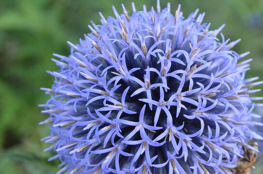 View of a blue globe thistle flower with intricate star-shaped petals in Pakistan.